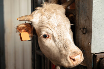 close-up view of a cow's ear tag, this photo illustrates the essential practice of tagging for...