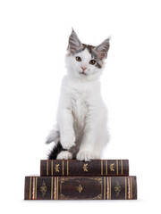 Cute Maine Coon cat kitten, sitting on top of old books. Looking towards camera. Isolated on a...