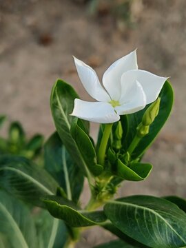 lily of the valley/white chameli phool / nature beauty from local view