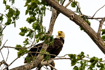 American Bald Eagle