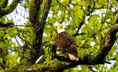 american bald eagle