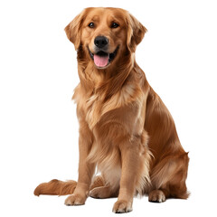 A Golden Retriever, exuding warmth and reliability, with a shiny golden coat, on a transparent background. 