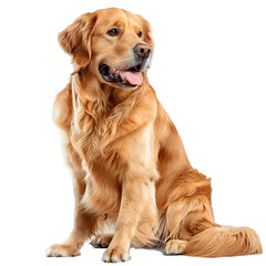 A Golden Retriever, exuding warmth and reliability, with a shiny golden coat, on a transparent background. 