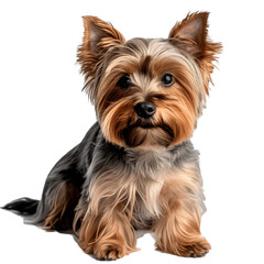A Yorkshire Terrier, small in size with a fine, silky coat, on a transparent background.
