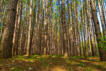 White pine forest in spring