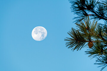 Full moon and pine trees