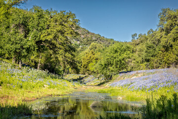 Beautiful spring landscape in Texas with a creek and a meadow full of blue bonnet wildflowers under...