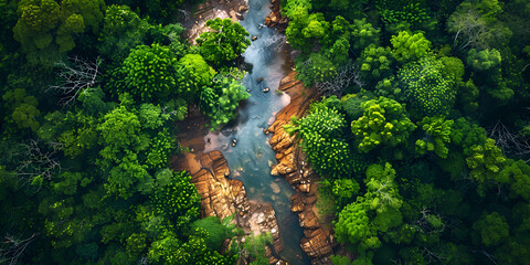
Tropical rain forest with river and trees in morning light