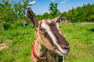 A funny friendly goat on the grassland background by sunny day | Zabawna przyjacielska koza na tle pastwiska w słoneczny dzień 