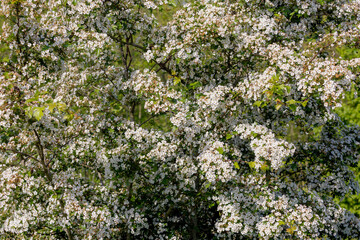 Selective focus of white flowers with green leaves on tree, Crataegus, Mayflower or Hawberry is a genus of several hundred species of shrubs and trees in the family Rosaceae, Nature floral background.