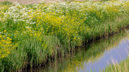 Typical Dutch polder land in spring season, Canal or ditch with green grass, Golden yellow Rapeseed (Canola) White Anthriscus sylvestris (Cow Parsley) flower, Countryside of Noord Holland, Netherlands