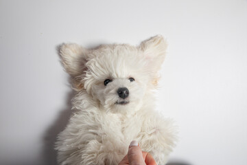 white puppy
