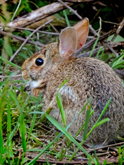 rabbit in the grass