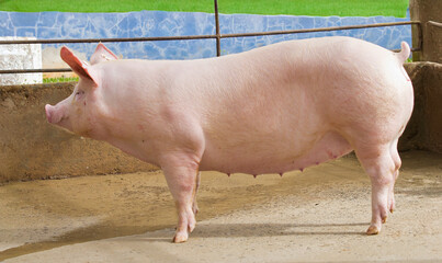 Suíno agronegócio em granja