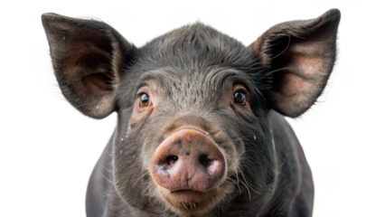 "Black Piggy Portrait": A close-up portrait of a pig against a clean white background, highlighting its facial features and expression.
