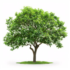 Obraz premium big tree on white