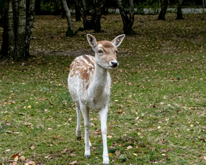 A very curious white fawn