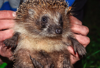 Hedgehog in human hands, close-up, details, animals of Ukraine, night photography, nature