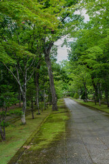 Obraz premium 初夏の公園 