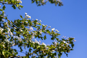 A common hawthron tree blooming on a sunny spring day in Sussex