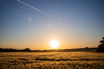 barley at sunrise