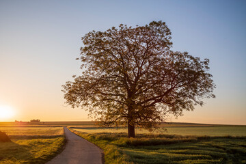 tree in the morning