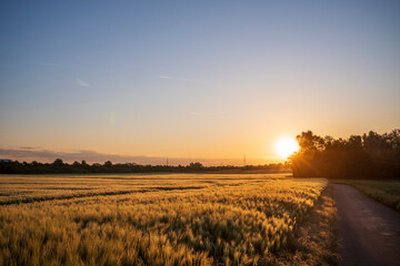 sunrise over the field