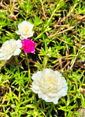 Selective focus. Flower of Portulaca grandiflora or moss rose, white and pink variety, bloom on the garden.
