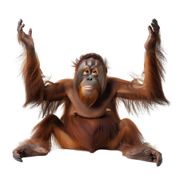 A photo of an orangutan sitting on the ground with arms raised in the air. The orangutan has long, shaggy hair and a large belly. The background is black.