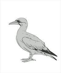 Fototapeta premium Gannet Bird Victor Design