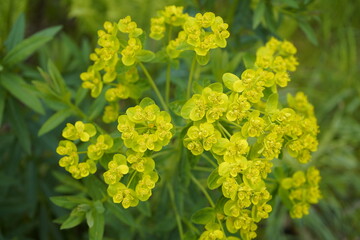 Euphorbia villosa, or hairy spurge, is a species of perennial, herbaceous plant in the family Euphorbiaceae. Botanical Garden, Munich, Germany.