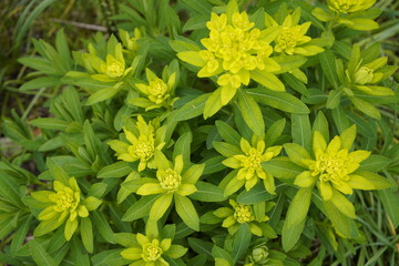 Euphorbia villosa, or hairy spurge, is a species of perennial, herbaceous plant in the family...