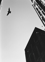 Bird soaring gracefully above towering urban architecture in black and white aerial snapshot