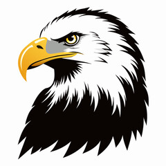 american bald eagle