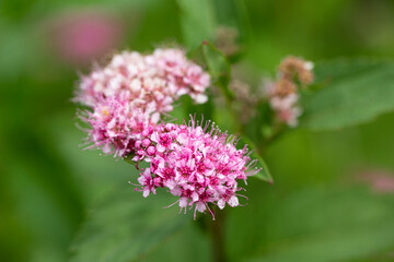 Blooming Spiraea japonica 'anthony waterer' in summer garden. Pink cluster flowers