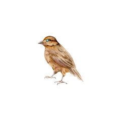 Small yellow bird. Vintage painting of an animal. Hand drawn watercolor illustration on transparent background. Design element for natural patterns, wildlife cards, event invitations and patterns