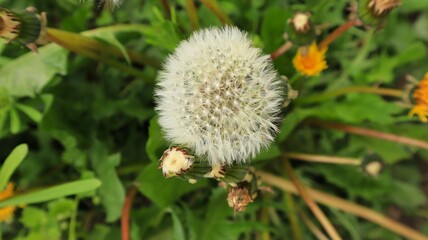 Spring dandelion with dandelions in the meadow