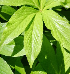 A close view of the bright green leaves on the branch.