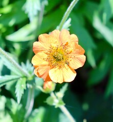 A close view of the small orange flower in the garden.