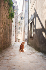 A Shiba Inu dog sits patiently on a cobblestone street, surrounded by old-world charm. The pet...