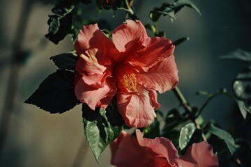 Beautiful Pink Hibiscus Flowers Blooming on a Plant Against a Dark Background in a Garden Setting