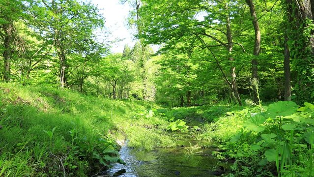 小川　清流　せせらぎ　森