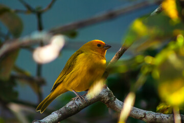 Canary-of-the-real-land (Sicalis flaveola) or the true canary (Sicalis flaveola), perched on the...