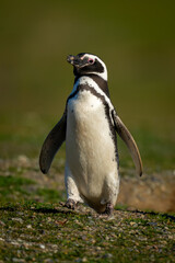 Magellanic penguin raises foot crossing grass slope
