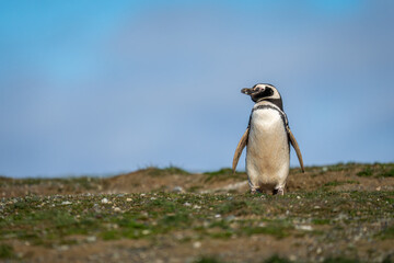 Magellanic penguin on slope against blue sky