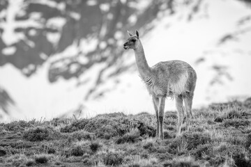 Mono guanaco on hill with mountain behind
