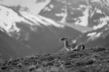 Mono guanaco on hilltop with mountains behind