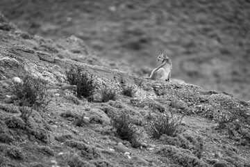 Mono puma stands on ridge in scrubland