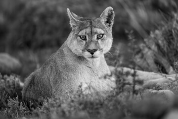 Mono close-up of puma lying with catchlights
