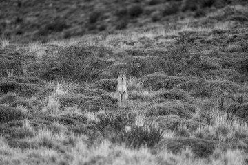 Mono puma staring at camera among bushes